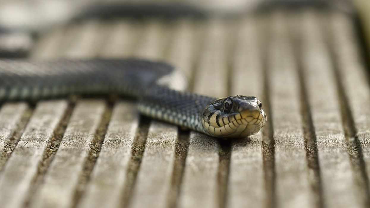 North Carolina man finds snake swallowing fish whole on dock