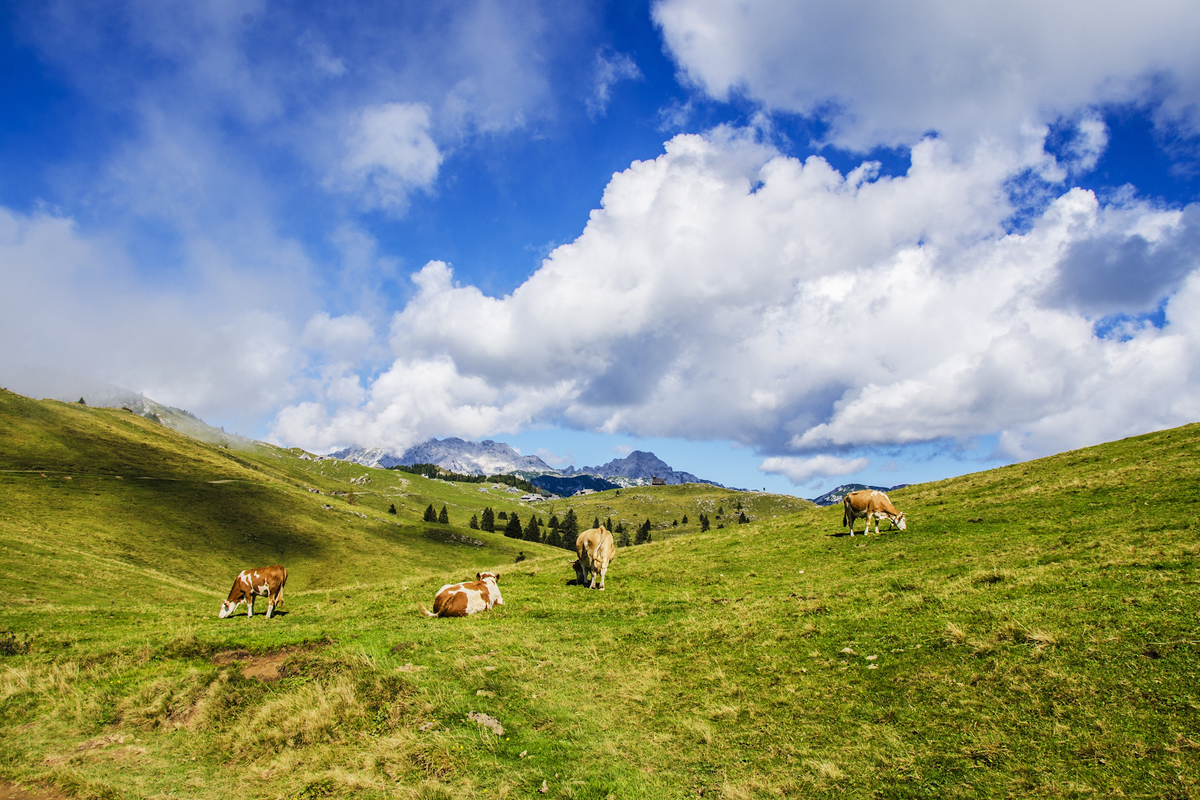 Four brown cows graze in a green field with mountains and a blue sky in the background