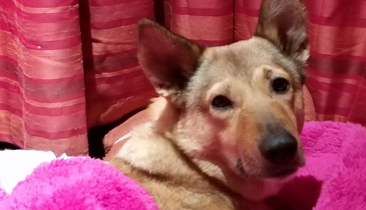Dog Thrown From Balcony Rescued By Animal Lover Who Spent Over $5,000 To Save Them