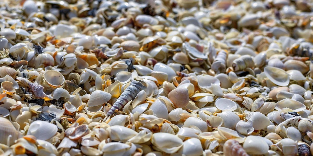 3millionyearold oyster shells found on South Carolina beach It's a