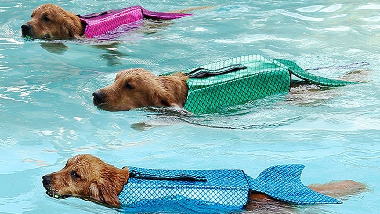 Your dog can be a mermaid in this ridiculously cute doggy life jacket