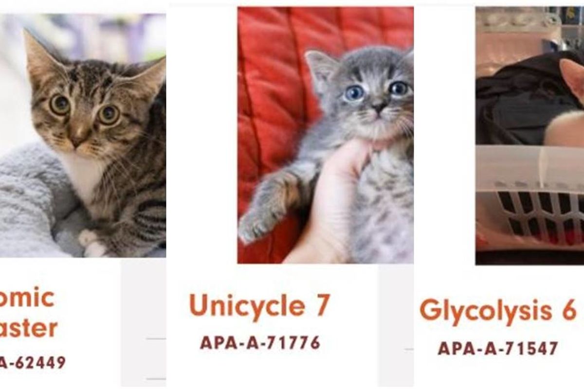 Whoever is naming the cats at this Austin shelter probably needs to be drug tested.