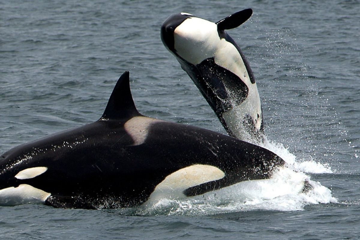 Canada just passed the “Free Willy” bill, making it illegal to keep dolphins and whales in captivity.