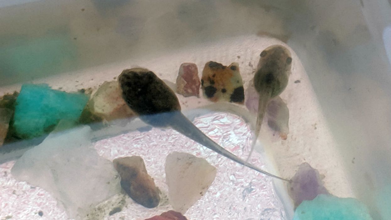 Here's what to expect on Father's Day when your 'babies' are four orphaned tadpoles