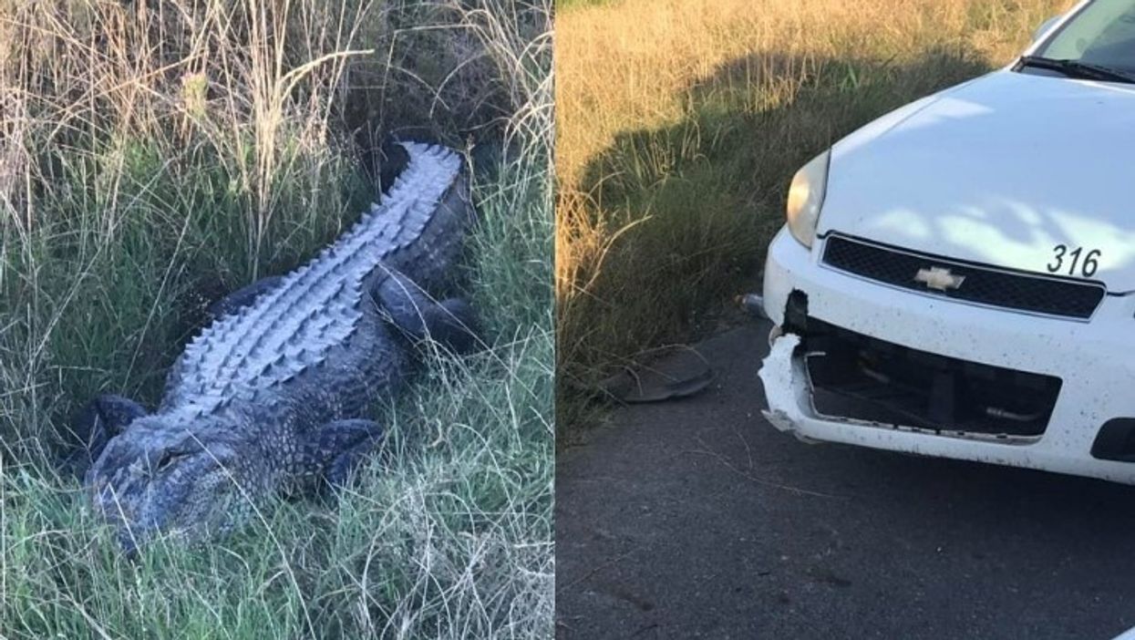 Alligator takes bite out of Louisiana patrol car, escapes deputies