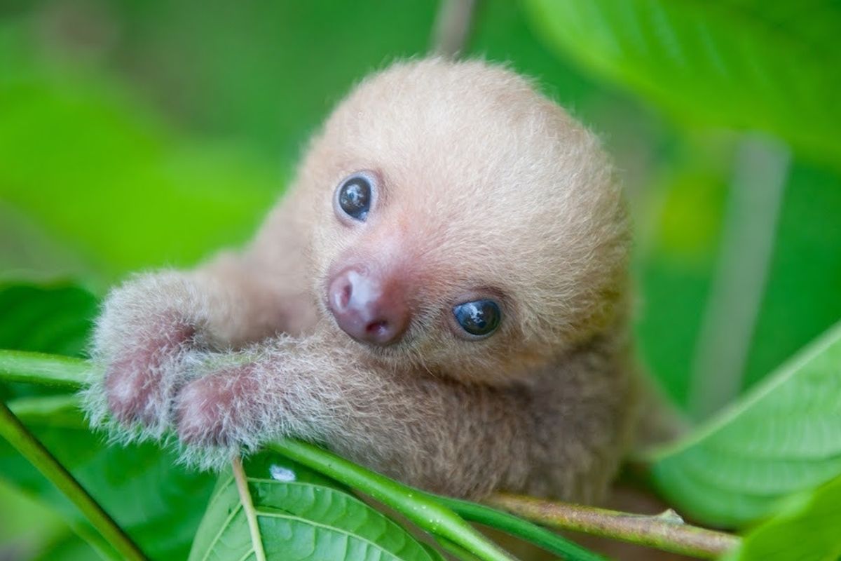 baby sloth video