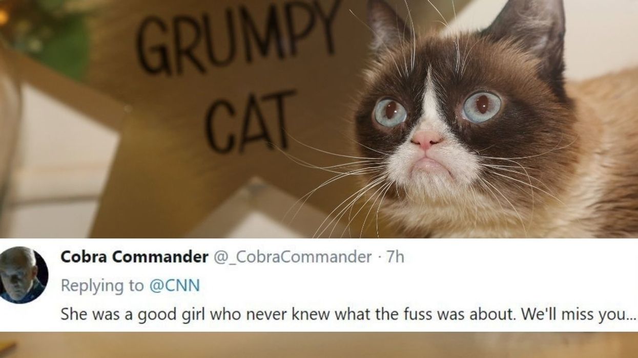 Fans Are Sharing Favorite Heartfelt Meme-orys To Honor The Death Of Beloved Grumpy Cat
