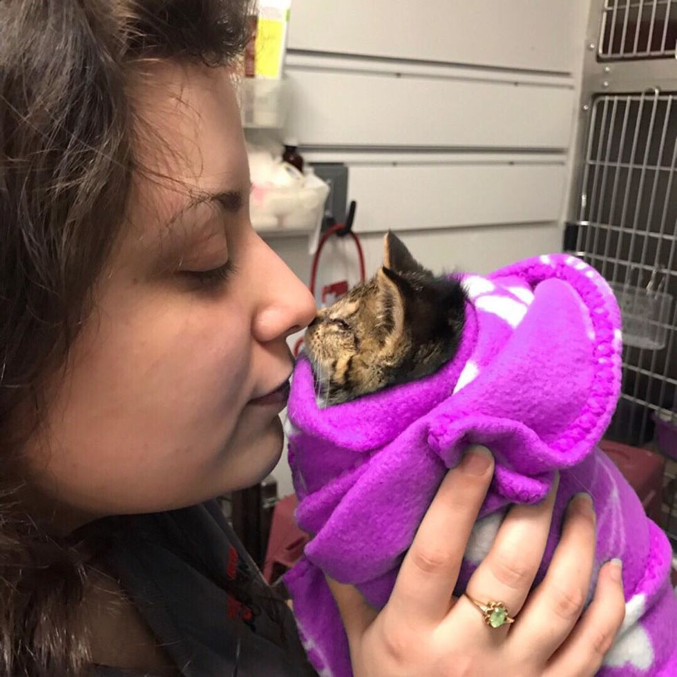 Cat Drops Off Her Kitten in Family’s Yard They Discover the Kitty