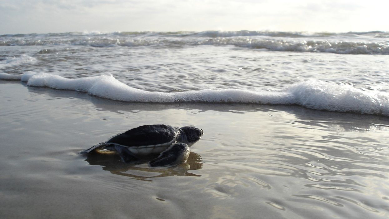 Watch sea turtles make their way to the ocean during Florida fireworks show