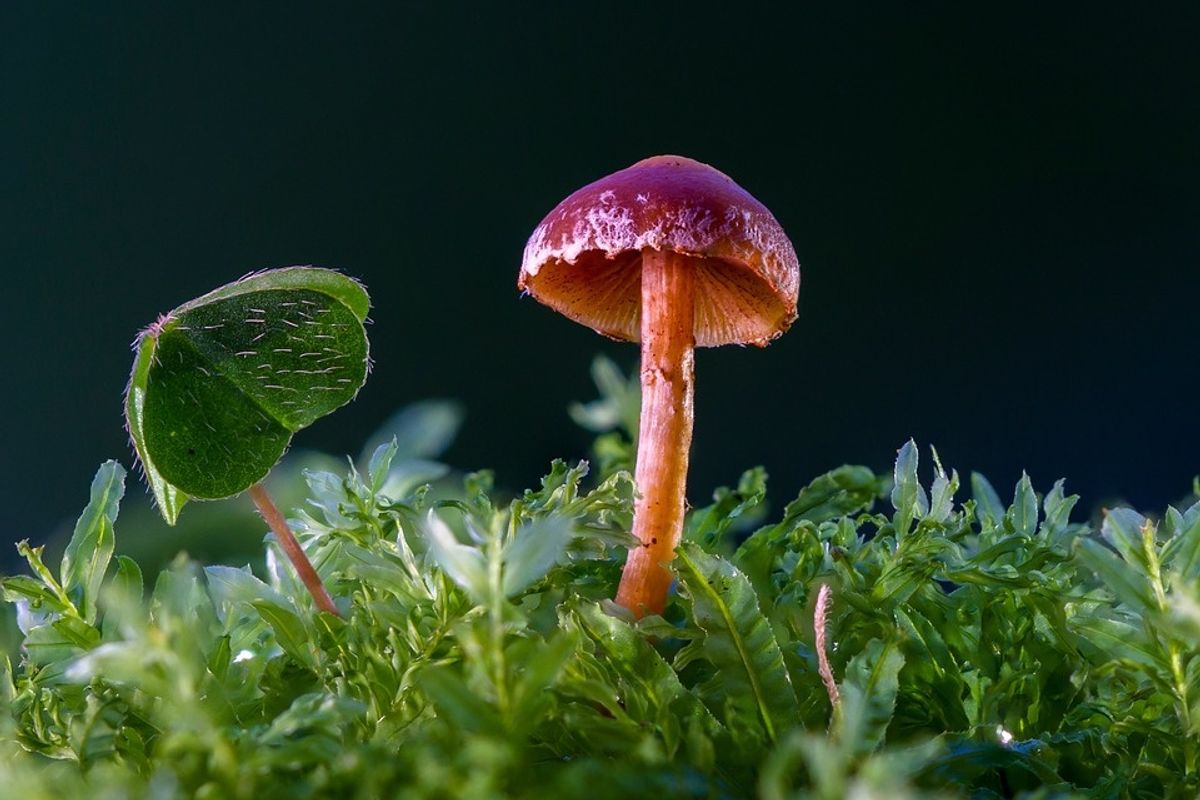 Scientists discovered a mushroom that eats plastic, and believe it could clean our landfills.