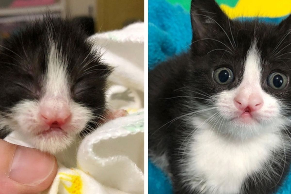 Kittens Found Outside After Storm - One of Them Has Butterfly-shaped Nose