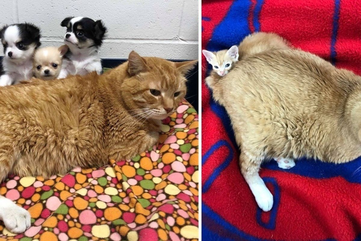 Stray Cat Becomes Vet Nurse and Has Been Helping Animals in Need Every Day for 2 Years