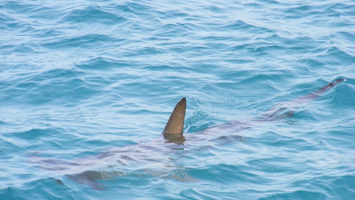 See pics of sharks swimming only feet away from unaware tourists in Myrtle Beach