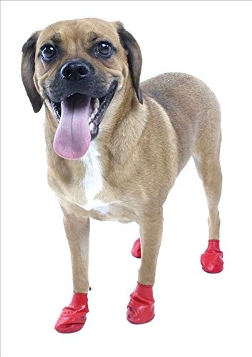 Best Dog Booties for City Dogs Topdust