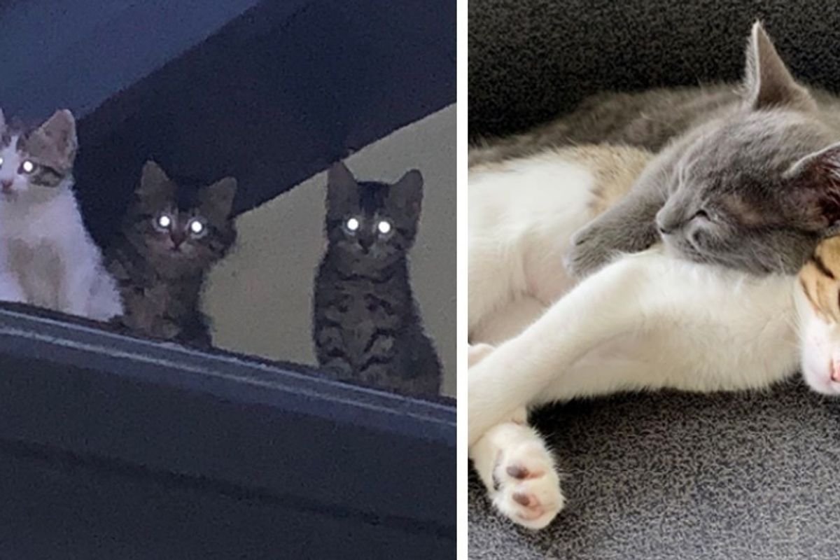 Kittens from Rooftop Walk into Rescue Together and Won't Leave Each Other's Side