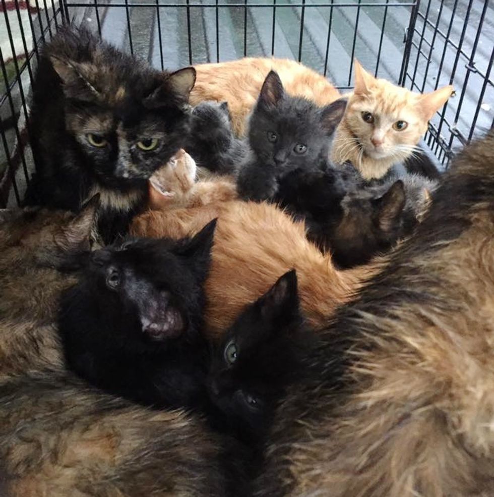 13 Cats and Kittens Rescued from Crate - They Look After Each Other as ...