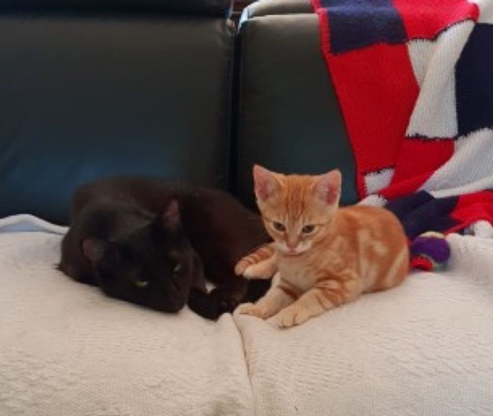 Rescued Cat Who Wants a Family, Adopts Kitten Who Needed a Friend Love Meow