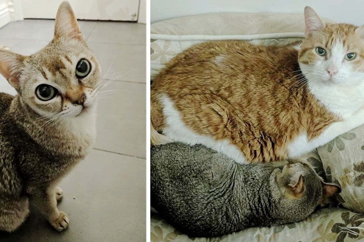 Cat Protects His Best Friend After They Lost the Only Home They’ve Ever Known