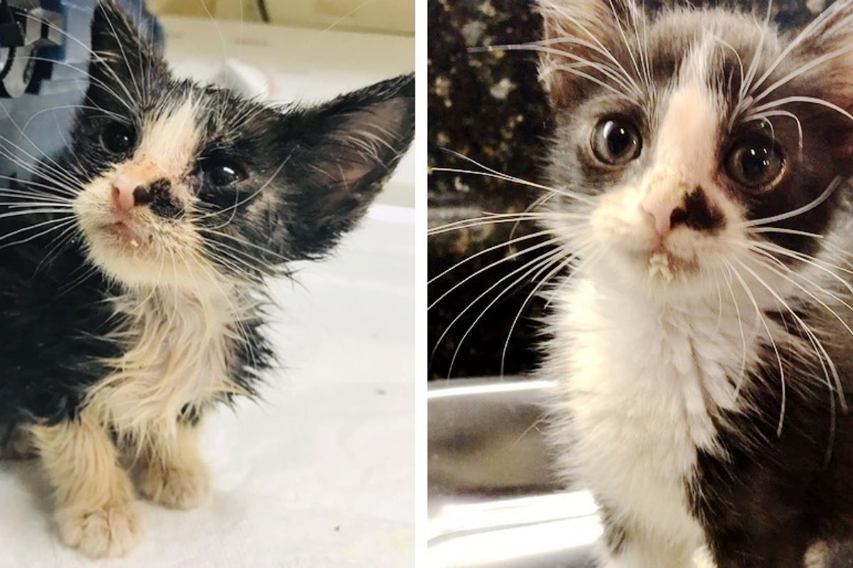 Stray Kitten Wanders to Neighbor's Home By Himself, Meowing for Help
