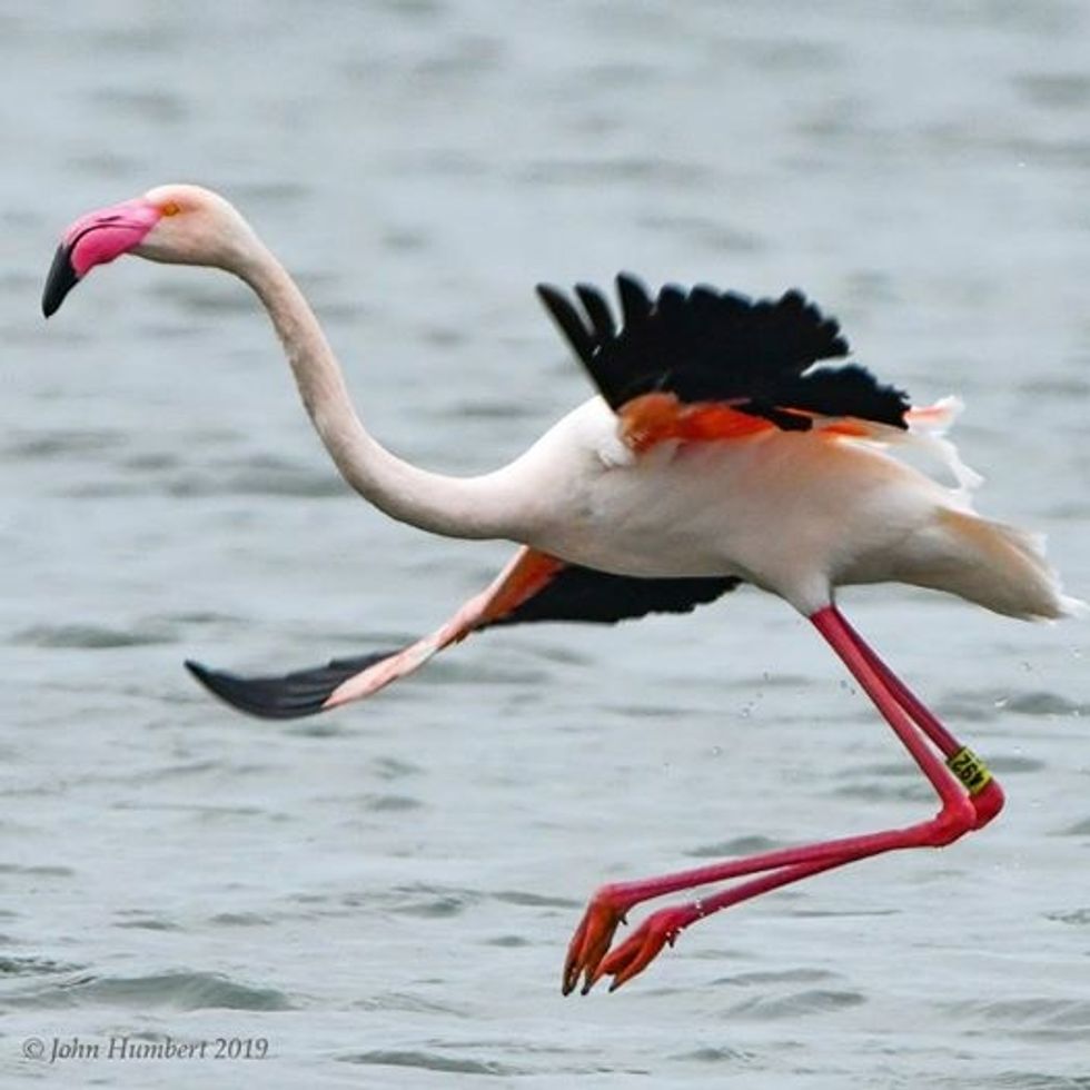 Fugitive flamingo spotted in Texas 14 years after escaping Kansas zoo ...