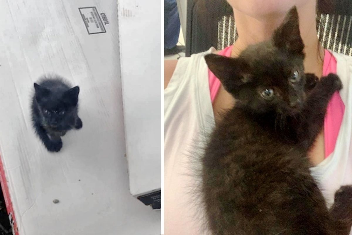 Stray Kitten Wanders Up to Family's Home - They Find Him Help and a Friend too