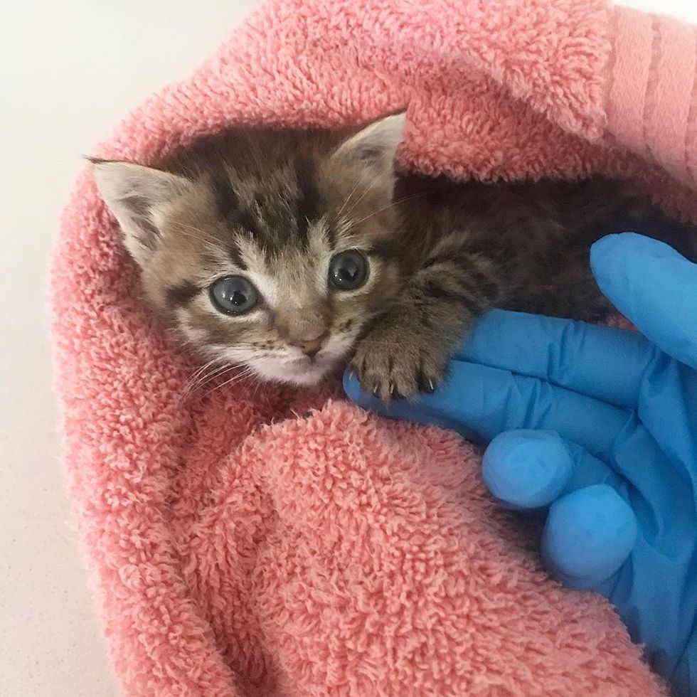rescuer-helps-cat-raise-her-only-kitten-so-they-will-never-be-apart