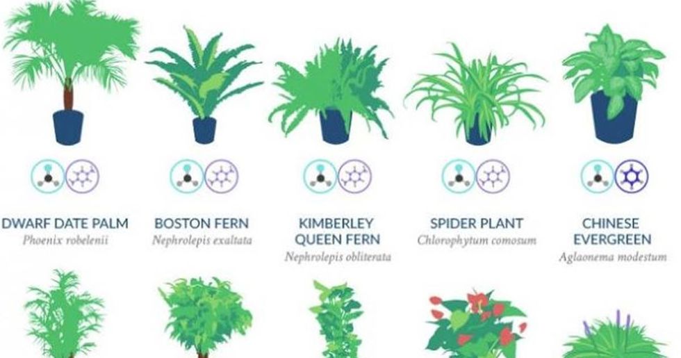 NASA says these 18 plants are the best at naturally filtering the air in your home.