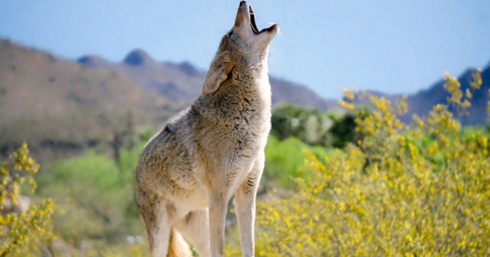 Mom pranked her husband by 'adopting' a coyote. He completely lost his mind.