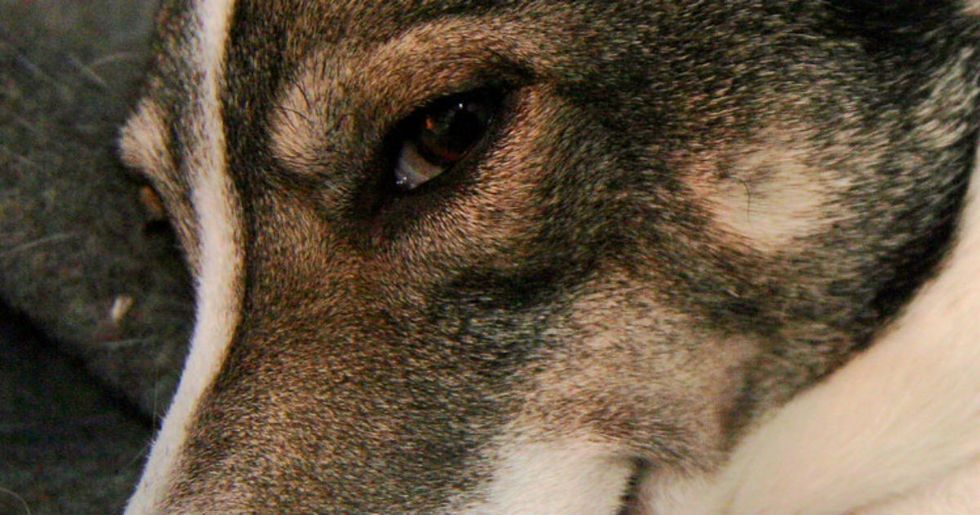 Dogs can recognize a bad person and there’s science to prove it.