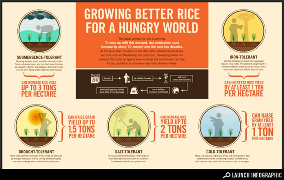 Growing Better Rice for a Hungry World