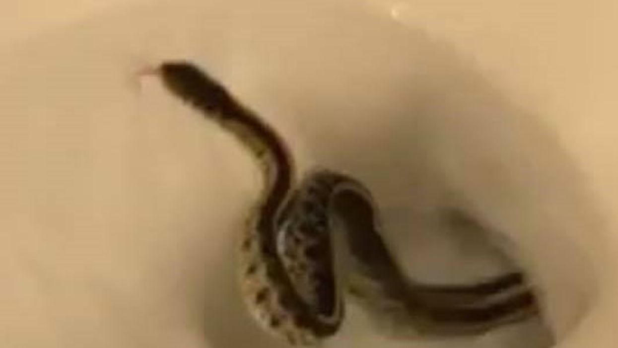 Tennessee woman shares video of snake playing peekaboo in her apartment toilet
