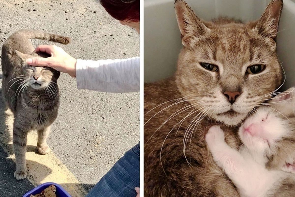 Cat So Happy to Be Rescued with Her Kittens After Years Wandering the Streets