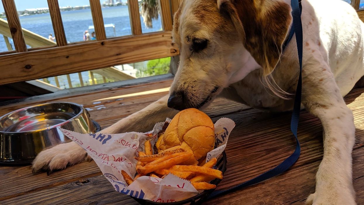 How a Florida restaurant helped make a dying dog's last weekend great