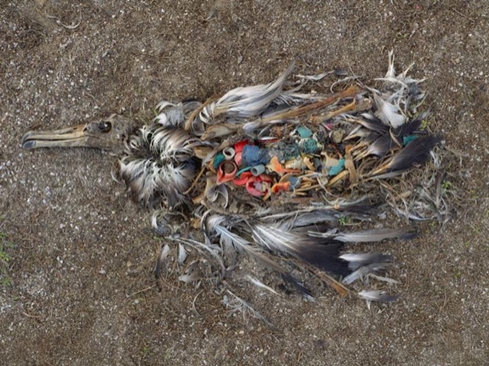 What Happens to Birds when They Eat Plastic GOOD