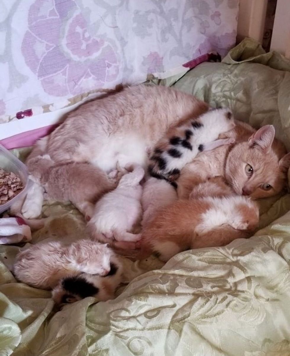 Rescuers Never Gave Up Finding Cat After Saving Her Kittens from ...