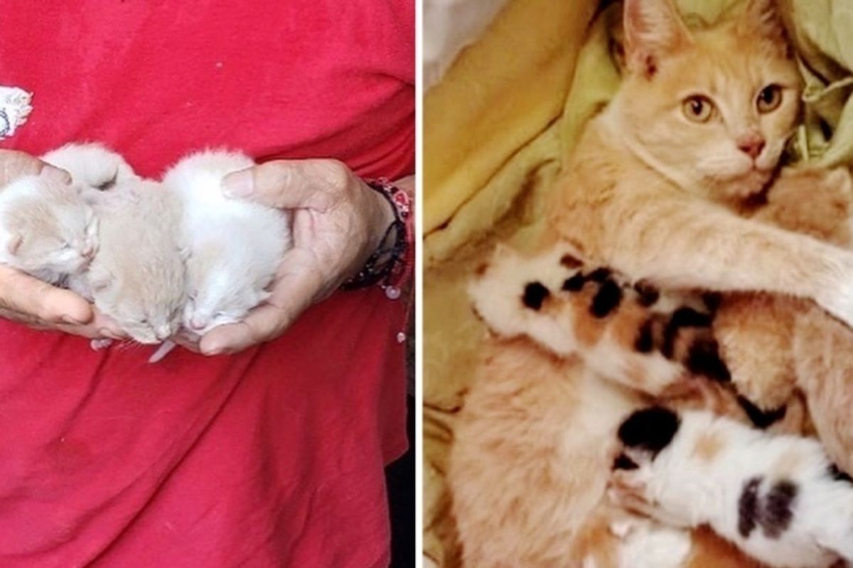 Rescuers Never Gave Up Finding Cat After Saving Her Kittens from Dumpster