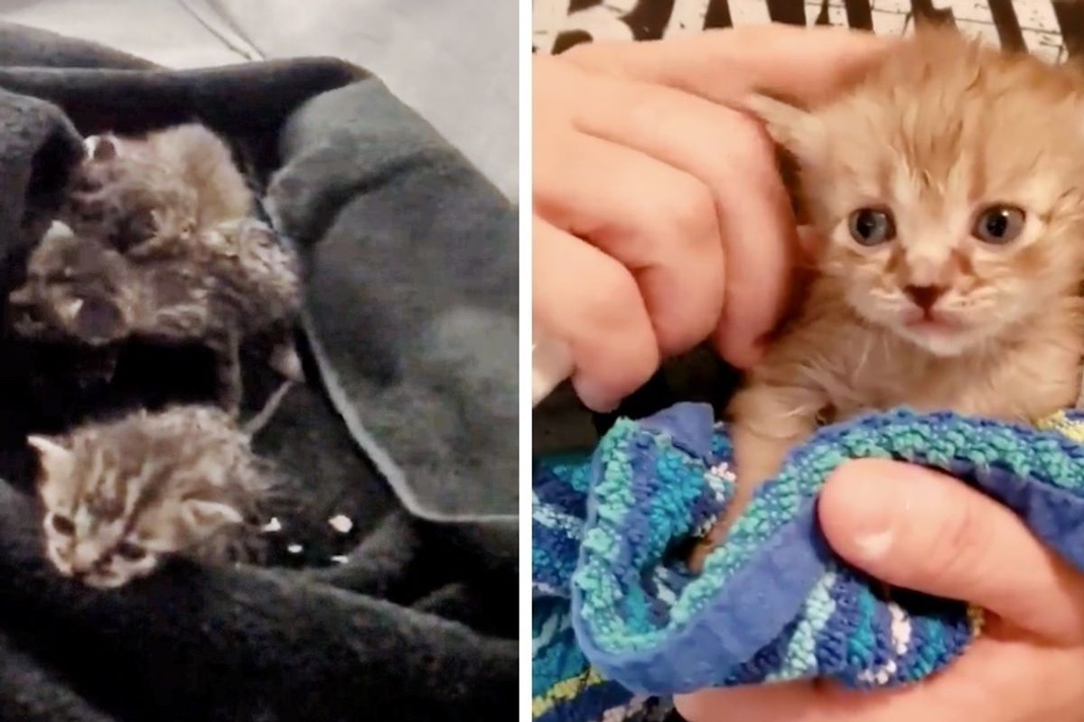 Musicians Hear Kittens Cries While Touring and Discover 6 of Them Hidden Inside Their Bus
