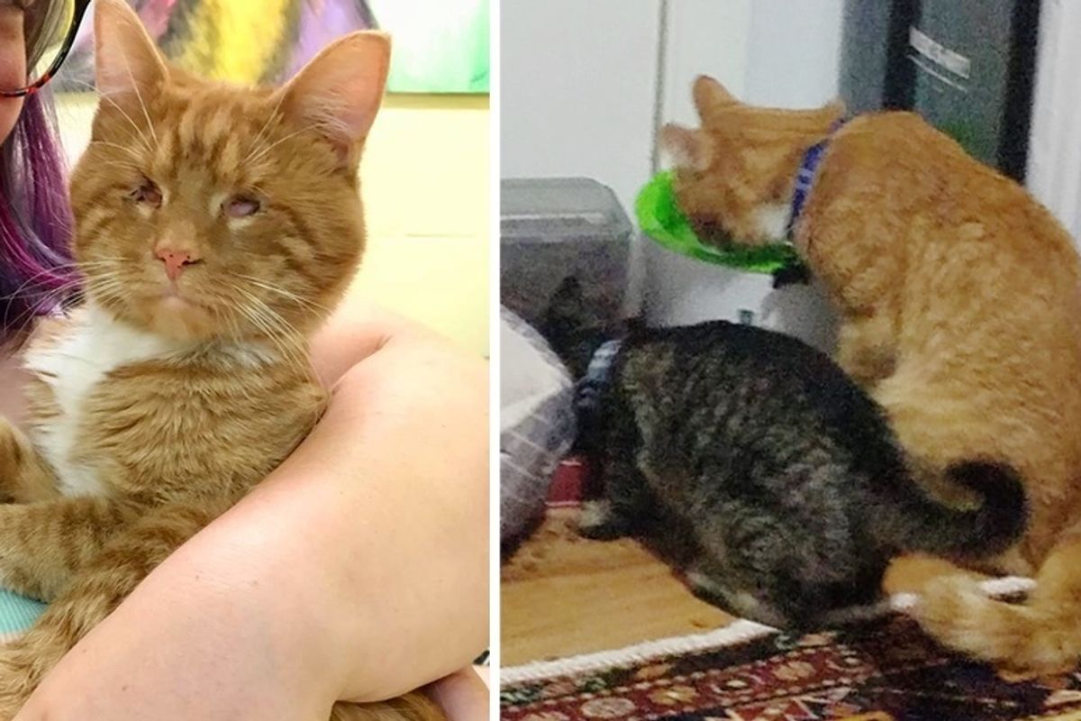 Couple Went to Shelter to Adopt a Cat But Couldn’t Leave His Seeing Eye Kitten Behind
