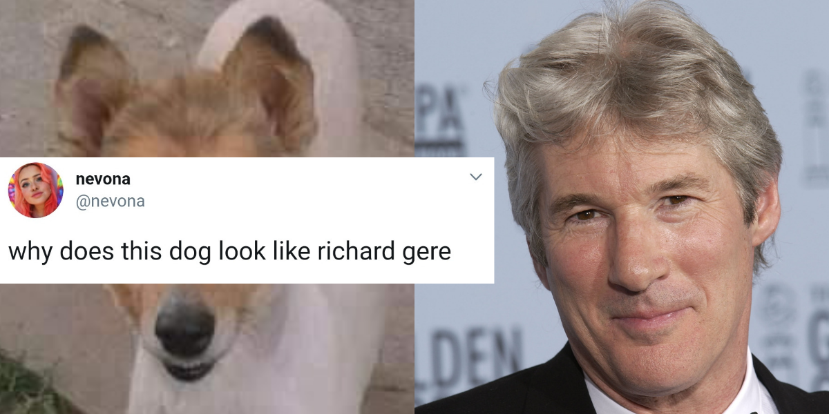 a dog that looks exactly like richard gere