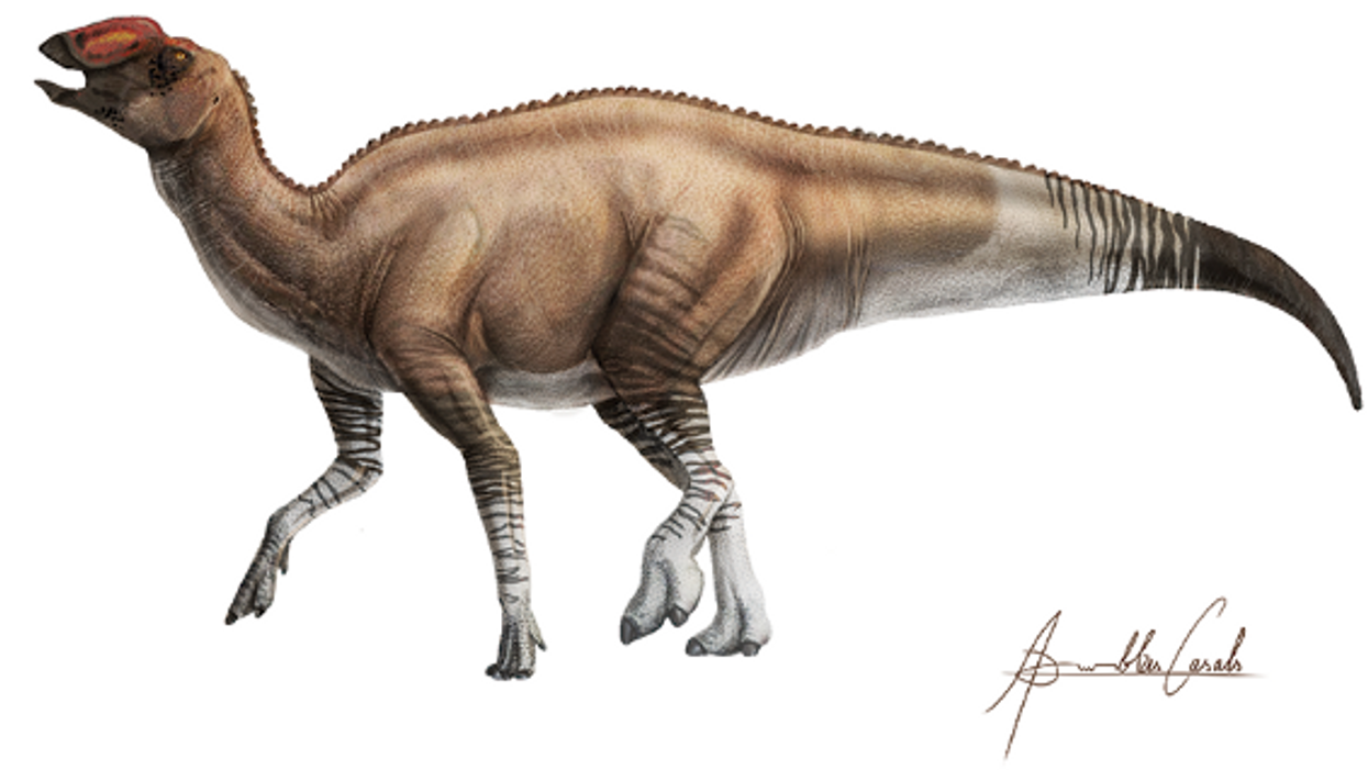 New species of dinosaur identified from fossils discovered in Texas
