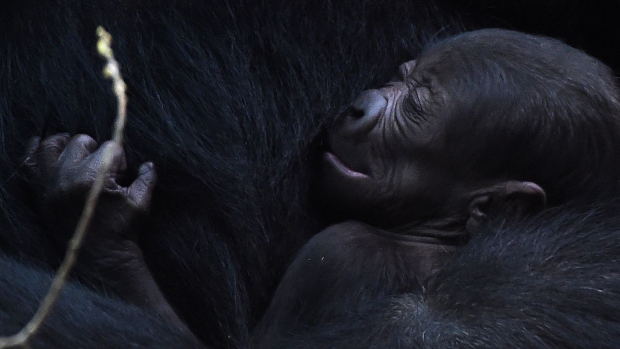 Adorable baby gorilla is Zoo Atlanta's newest resident
