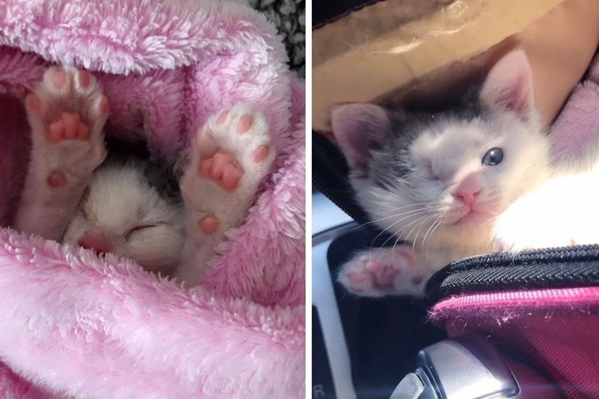 One-eyed Kitten Found on the Street Turns into the Sweetest Purrito