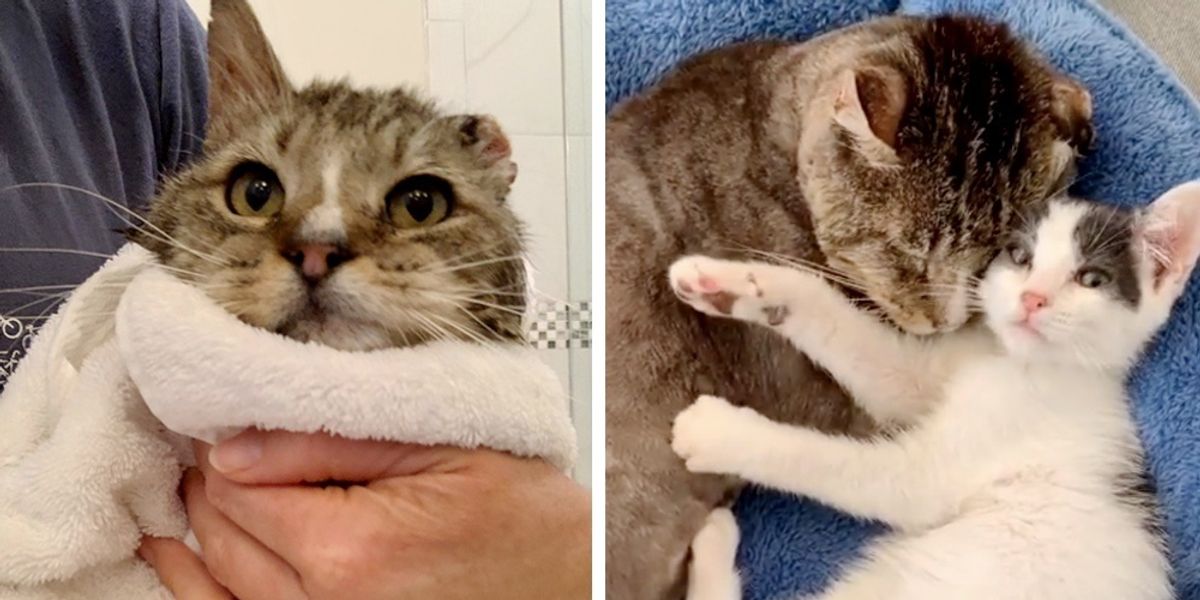Cat Finds Love in Rescued Kittens After Living a Rough Life on the