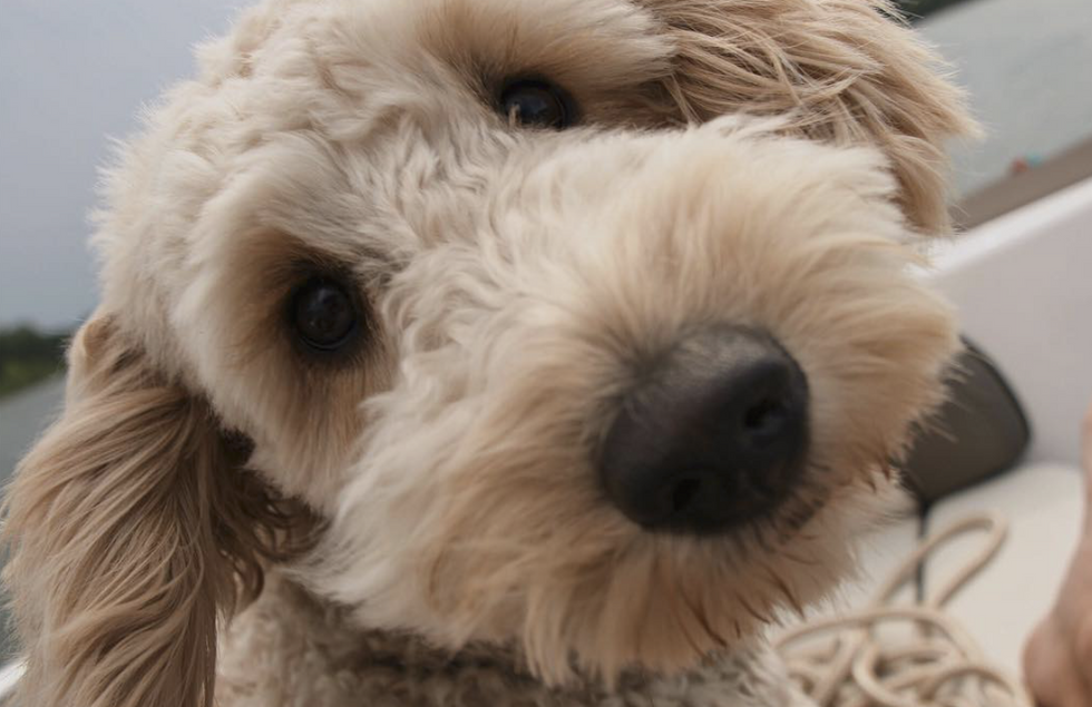 3 Ways To Care For Your Crazy But Loveable Goldendoodle