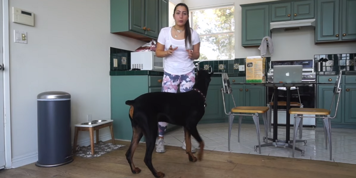 YouTuber Accused of Animal Abuse After Hitting Dog in Video