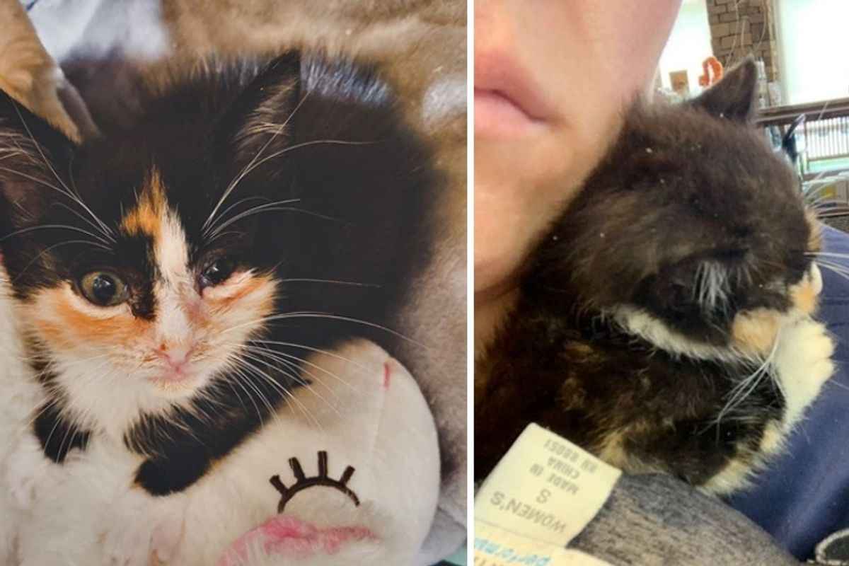 Kitten Cuddles Rescuer and Won't Let Go —  They Find Her a Friend So She Won't Feel Alone
