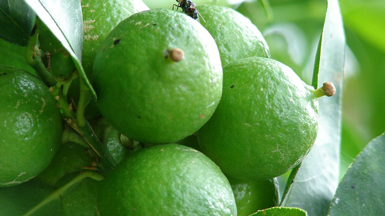 How are Florida's key limes different from regular ones?