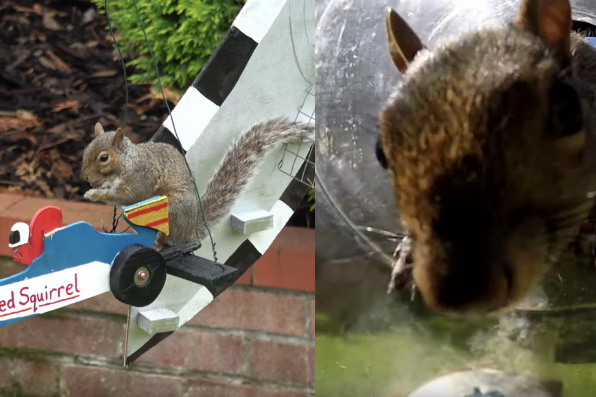 An inventive dad built a Formula 1-themed obstacle course for the squirrels in his garden