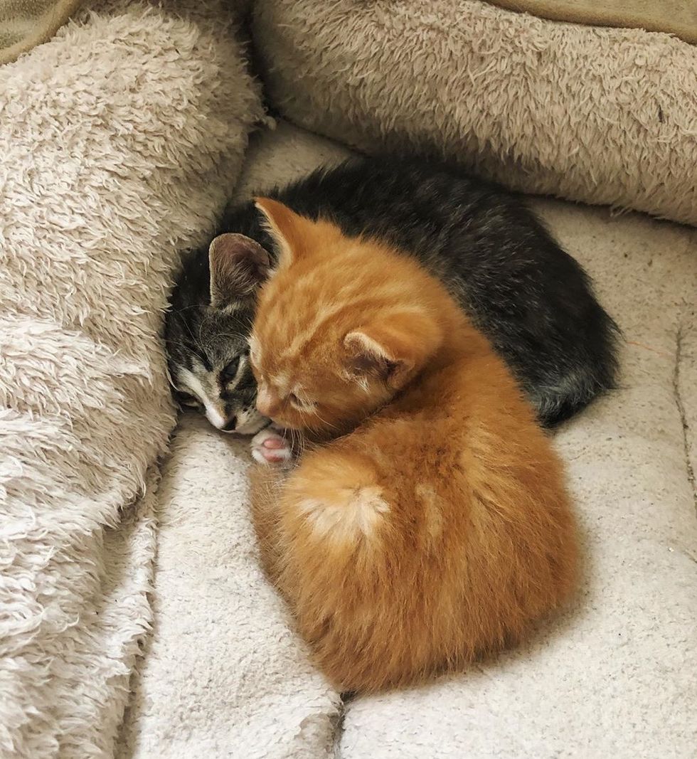 Kitten Who Was Found Alone Inside a Wall, Is So Happy to Have a Friend ...