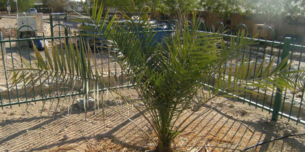 2,000yearold Judean date palm grown from ancient seeds GOOD